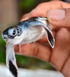 Turtle Conservation and Information Center, Penang