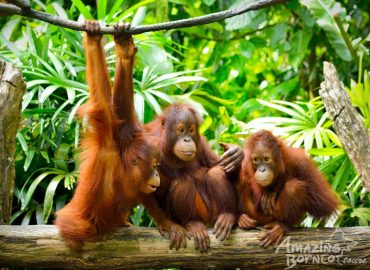 Sepilok Orangutan Rehabilitation Centre, Sabah