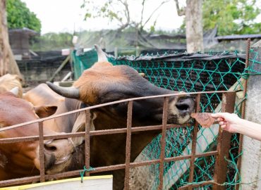 Sri Tanjung Leisure Farm, Johor