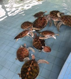 Segari Turtle Sanctuary, Perak