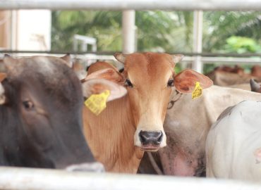 Colla Cattle Farm Kuala Selangor, Selangor