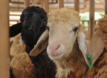 Colla Cattle Farm Kuala Selangor, Selangor