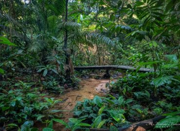 Kota Damansara Community Forest Reserve, Selangor