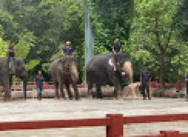 Kuala Gandah National Elephant Conservation Centre, Pahang