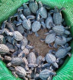 Libaran Turtle Hatchery, Sabah
