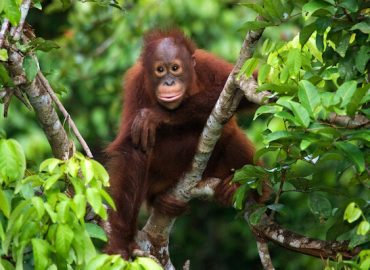 Sepilok Orangutan Rehabilitation Centre, Sabah
