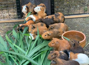 G2G Animal Garden, Selangor