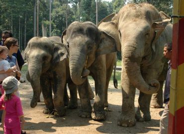 Kuala Gandah National Elephant Conservation Centre, Pahang