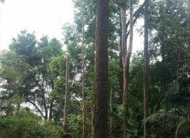 Apek Hill Trail, Selangor