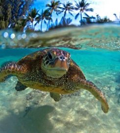 Turtle Conservation and Information Center, Penang