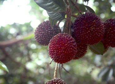 Selangor Fruits Valley SFV, Selangor