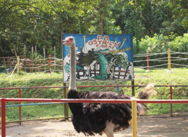P.D. Ostrich Show Farm, Negeri Sembilan